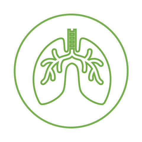 Physiology of Breathing icon as lungs